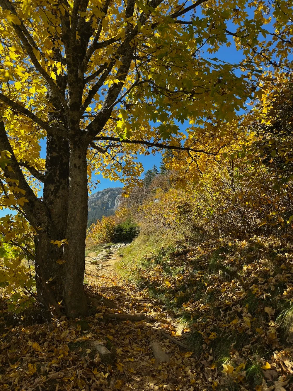 Sentier de montagne sous les feuilles d’automne, avec un arbre au premier plan et les rochers en arrière-plan.